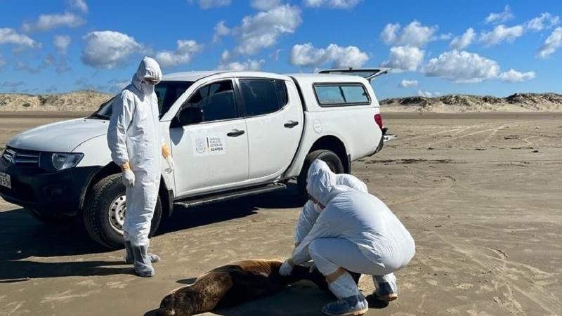 Gripe aviária demanda cuidados para quem está no litoral
