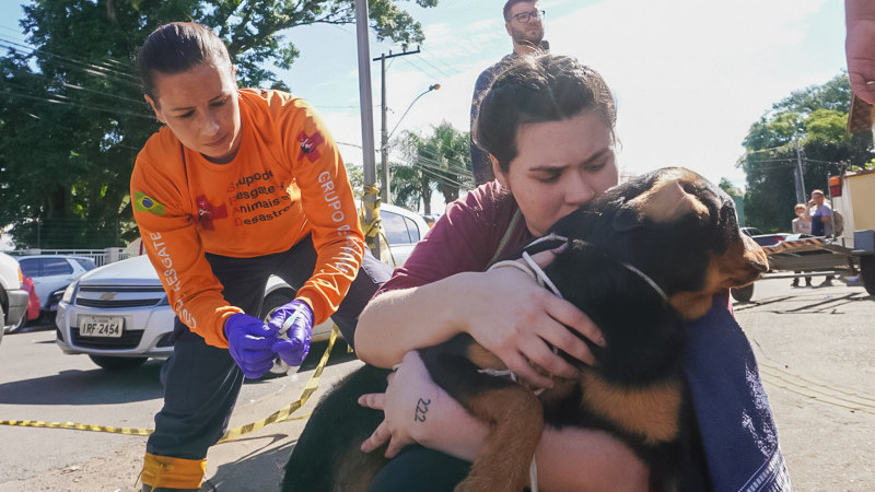 A foto mostra animais sendo resgatados